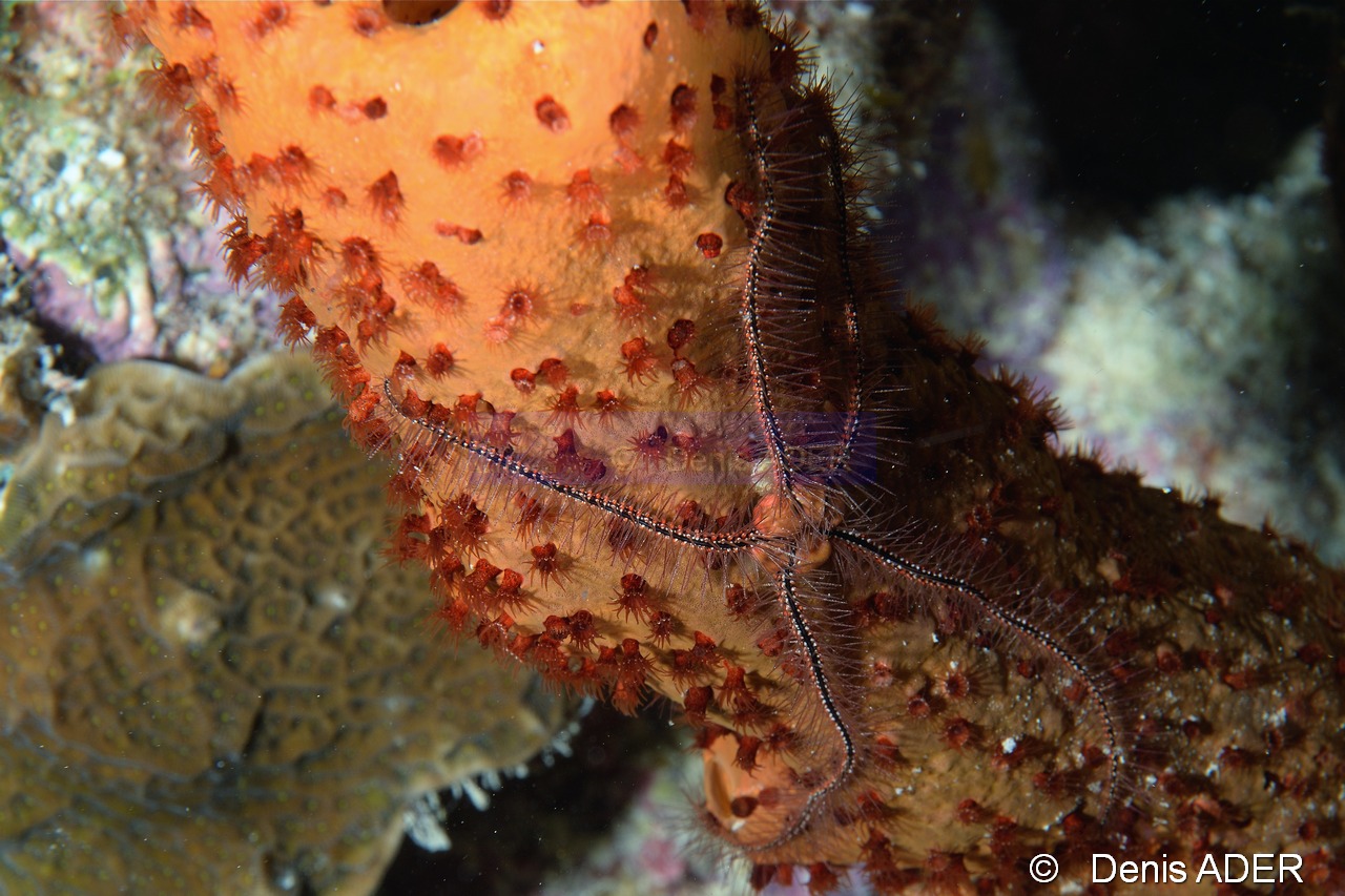 Ophiothrix-suens-Agelas conifera Parazoanthus puertoricense ambiance Bonaire Buddy Reef-18m-20180222nuit-Denis-ADER-DSC_7596_tn.jpg